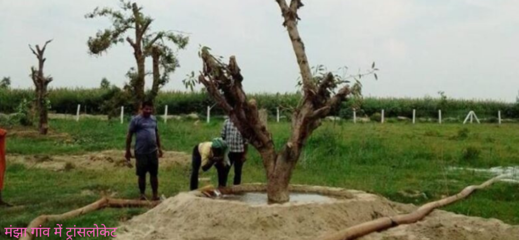 Old Trees from Ramganga nagar bareilly to Manjha village - Translocation